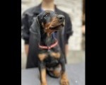 Prodaju se prelepi štenci dobermana, starosti 2 meseca